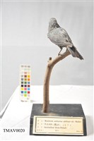 Blue Rock Thrush Collection Image, Figure 10, Total 16 Figures